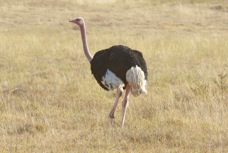 Ostrich 1067