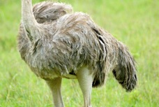 Ostrich female 0253