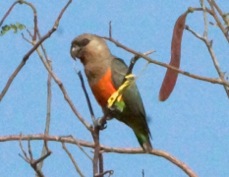 Parrot African Orange Bellied 3481