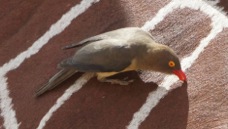 Oxpecker Red-billed 3173