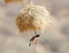 Social-Weaver Black-capped at its nest 4291