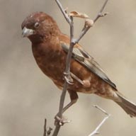 Sparrow Chestnut  192