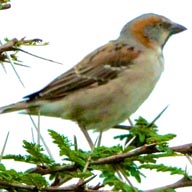Sparrow Kenya Rufous 192