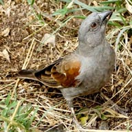 Sparrow Parrot-billed 192
