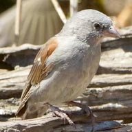 Sparrow Swahili 192