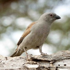 Sparrow Parrot-billed 3114