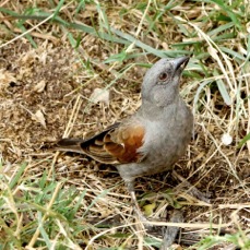 Sparrow Parrot-billed 3107
