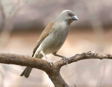 Sparrow Parrot-billed 5417