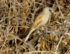 Sparrow Parrot-billed 3760