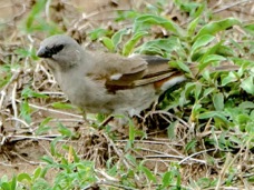 Sparrow Parrot-billed 9016
