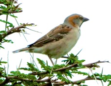 Sparrow Kenya Rufous 7016