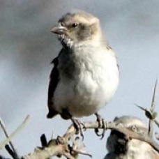 Sparrow Rufous 192