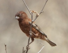 Sparrow Chestnut  4144