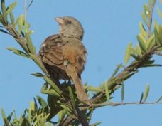 Sparrow Swahili 8603