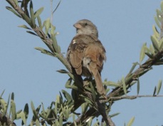 Sparrow Swahili 8605