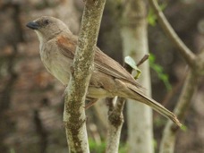 Sparrow Swahili 8438