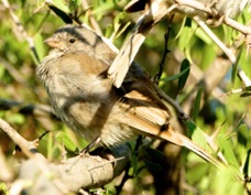 Sparrow Swahili 8641