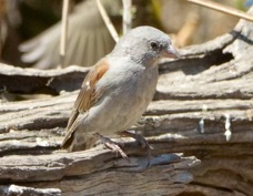 Sparrow Swahili 9369