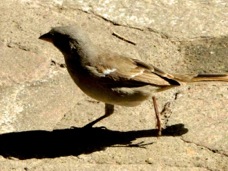 Sparrow Swahili 9867