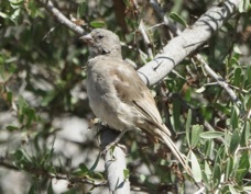 Sparrow Swahili 9245