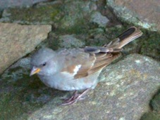 Sparrow Swahili 39870