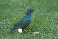 Starling Greater Blue-eared 0602