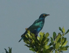 Starling Greater Blue-eared Glossy  9372