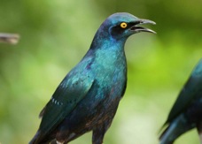 Starling Greater Blue-eared Glossy 0665