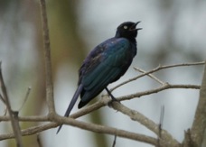 Starling Ruppell's Long-tailed 8129