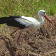Stork White 192