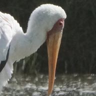 Stork Yellow-billed 192
