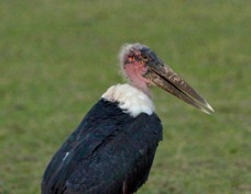 Stork Marabou 9516