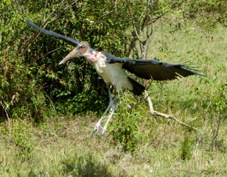 Stork Marabou 9991