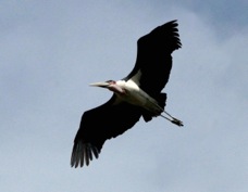 Stork Marabou 7338