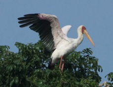 Storks Yellow-billed 2047
