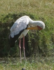 Stork Yellow-billed 31226
