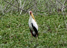 Stork Yellow-billed 8113