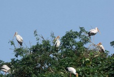 Storks Yellow-billed 2038