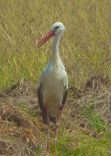 Stork White 8216