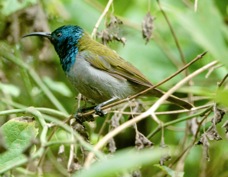 Sunbird Green-headed male 1761