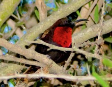 Sunbird Scarlet-chested male 8631