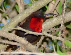 Sunbird Scarlet-chested male 8630