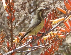 Sunbird Scarlet-chested female 9409