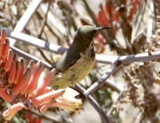 Sunbird Scarlet-chested female 9423