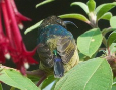 Sunbird Northern Double-collared male 2844