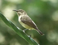 Sunbird Northern Double-collared female 2465