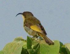 Sunbird Golden-winged female 0946
