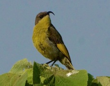 Sunbird Golden-winged female 0954