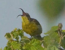 Sunbird Golden-winged female 0964