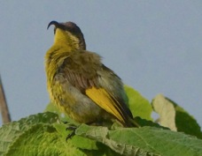 Sunbird Golden-winged female 0992